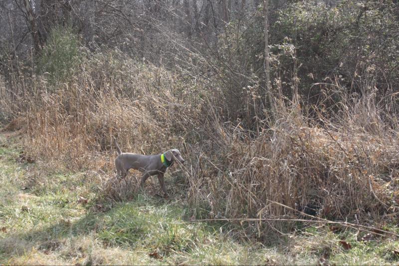 weimaraner pointing