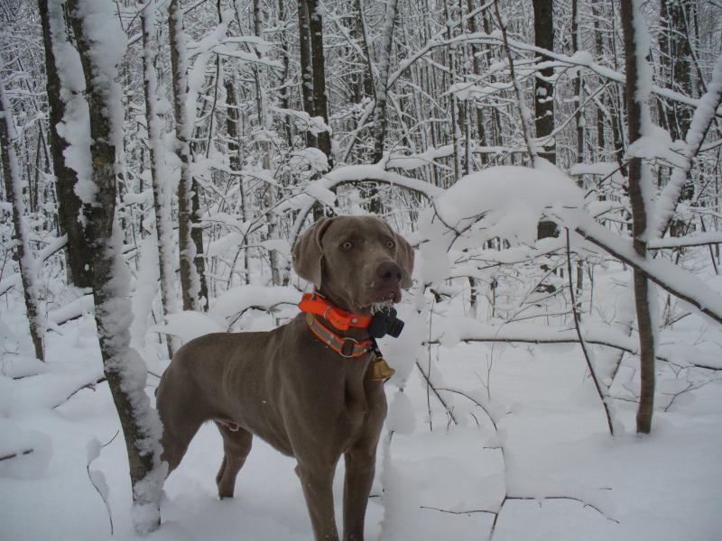 weimaraner gundog